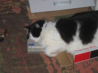 My tom cat, Lucky Diesal sleeping with his head on a videotape